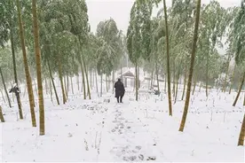 初雪飘落四明山 银装素裹如童话图片