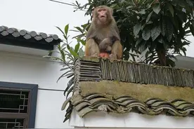 “美猴王”最近频频进村 它们贸然进来时为了觅食吗？图片