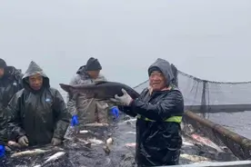 首日“鱼王”重35斤！2020淄博文昌湖捕鱼季开始图片