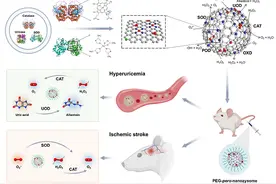 科学家基于纳米酶仿生设计人工过氧化物酶体图片