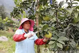 环江：青柚种植鼓了钱袋喜了村民图片