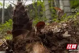 谁更懂竹笋？在城步苗乡，竹笋遇上了知音图片