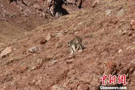 长江源发现罕见棕黄色雪豹 专家：非雪豹、金钱豹“结合体”图片
