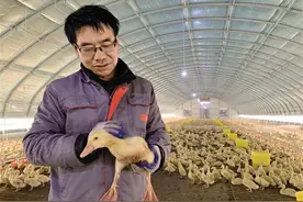 合阳：致富鸭子“嘎嘎”叫图片
