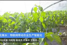 河北衡水：物联技术带动农业生产智能化视频封面
