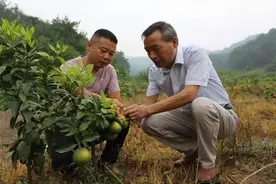 枞阳县金社镇桃山村：荒坡变花谷 杂草化果林图片