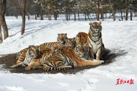 虎虎生威！看“百兽之王”如何过冬图片