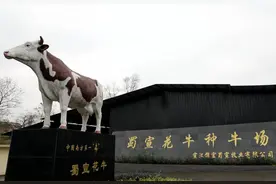 四川宣汉抓住“牛”鼻子唱响“牛”经济 实现牛业综合产值32.5亿元图片