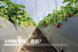 AI种的草莓，香吗？视频封面