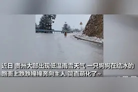 好萌！狗狗叼着树枝一路打滑奔向主人，完美演绎“跌跌撞撞奔向你”图片