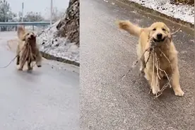 主人回应金毛叼树枝一路滑奔：是当礼物送给我，过来后狠狠地抱了它视频封面
