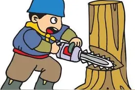 「审判」国家重点保护植物 砍不得图片