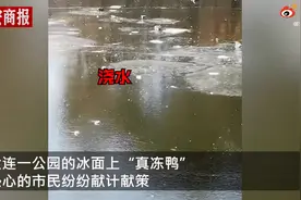 “真冻鸭”！大连一公园鸭子被冻在冰面上一动不动，网友：心疼又好笑图片