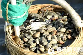 西海岸天文大潮日赶海盛况 好一幅海滨城市风情画卷图片