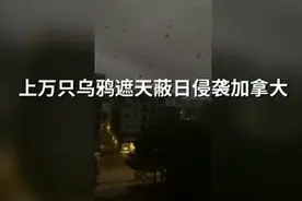 恐怖！上万只乌鸦遮天蔽日侵袭加拿大，盘旋鸣叫持续14小时，画面曝光图片