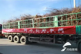宁阳东疏丨千株北美海棠 装点七彩东疏图片
