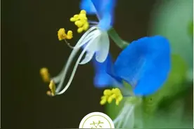 聆听汉字之美：《花草字传》，了解“蕊”图片