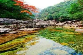 福建出现罕见野生动物群，竟然惊动了央视图片