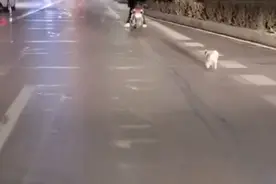 流浪狗遇喂食恩人追车3公里，市民：望有好心人领养图片