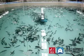 它从海南来！数万尾东星斑“游”到日照！图片