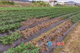 万株草莓突然泛黄，厦门集美区一果农疑草莓田遭人喷洒农药图片
