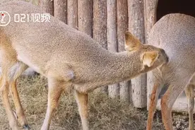 转发脱单！上海动物园獐子进入恋爱季视频封面