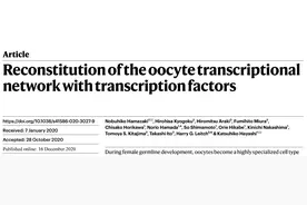 日本团队：仅激活8个基因，小鼠干细胞直接转为可受精细胞图片