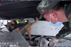 退役军犬可以领养吗？有答案了……图片