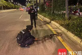 大蟒蛇深夜“逛街”遇险 三亚警民联合救助“送回家”图片
