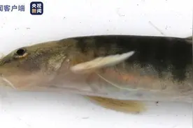 中科院昆明动物研究所在缅甸发现两个南鳅属鱼类新种图片