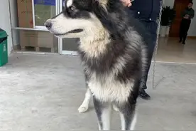 走丢的哈士奇 传说被拒警队之外的狗子来了视频封面