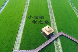 长在北方，小站稻凭什么能成为皇室贡米图片