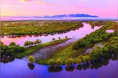 “鸟声”与“民生”缘何难以调和图片