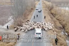 300多只羊“离家出走” 民警化身“牧羊人”护送回家视频封面
