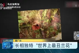 长相独特“世界上最丑兰花”视频封面