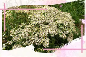 这3种花多而密的野花，快来认识下图片