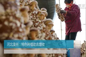 河北滦州：特色种植助农增收视频封面
