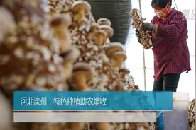 河北滦州：特色种植助农增收视频封面