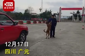 泪目！训导员离队搜救犬紧紧追车不愿离去，一句“战友再见”看哭网友图片