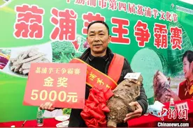 广西荔浦芋文化节开幕“芋王”竞拍出11888元图片