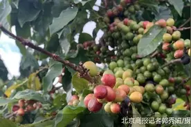 雀巢推高端新品，咖啡品牌竞逐细分市场图片