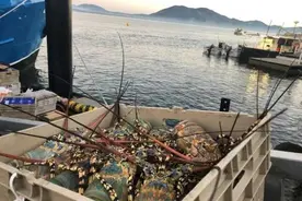 龙虾出口转内销后，澳洲爆发恐慌性抢购，渔民亏大了：等中国消息图片