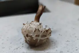 贪嘴惹祸！野生蘑菇鲜到狗都忍不住吃了几口​，结果和主人一起进了医院图片
