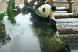 功夫熊猫！俄罗斯动物园大熊猫一掌拍下雪人脑袋图片