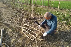 平顶山七旬老人植桑制杈50年图片