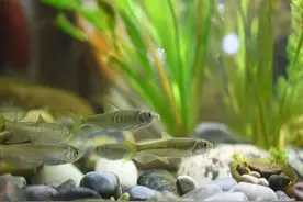 水中精灵宽鳍鱲，让你发现原生鱼之美图片