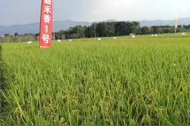大米饭竟然有爆米花香！中国最好吃稻米出炉，浙江喜获三金，好稻米哪里有卖图片