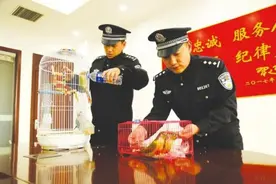 延边一男子，养了两只鹦鹉，结果被采取强制措施图片
