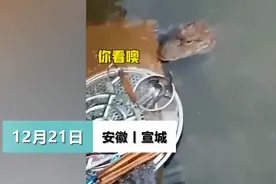 安徽一女子河边洗碗被野生扬子鳄“蹲守”，觅食画面被拍下，网友：有点萌图片