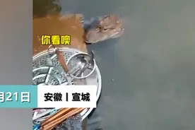 安徽一女子河边洗碗被野生扬子鳄“蹲守”，觅食画面被拍下，网友：有点萌图片